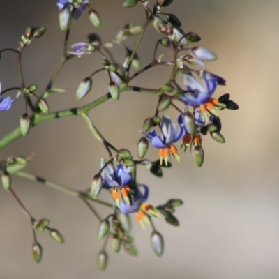 Dianella revoluta var. revoluta at Hughes, ACT - 30 Nov 2019 by LisaH