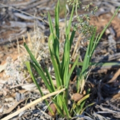 Dianella sp. aff. longifolia (Benambra) at Hughes, ACT - 30 Nov 2019 07:01 PM