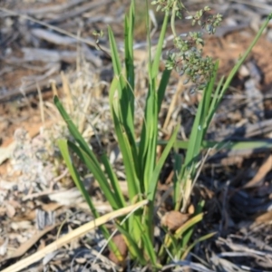 Dianella sp. aff. longifolia (Benambra) at Hughes, ACT - 30 Nov 2019