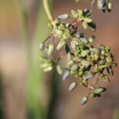 Dianella sp. aff. longifolia (Benambra) at Hughes, ACT - 30 Nov 2019 07:01 PM