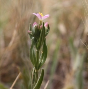 Centaurium sp. at Hughes, ACT - 1 Dec 2019