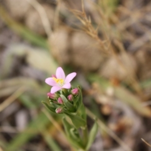 Centaurium sp. at Hughes, ACT - 1 Dec 2019