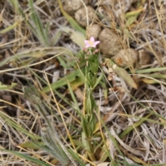 Centaurium sp. at Hughes, ACT - 1 Dec 2019 04:30 PM