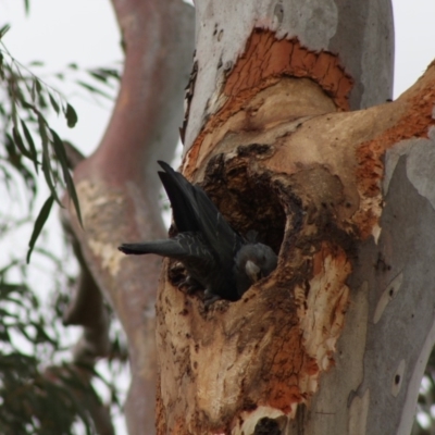 Callocephalon fimbriatum (Gang-gang Cockatoo) at Hughes, ACT - 1 Dec 2019 by LisaH