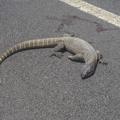 Varanus rosenbergi (Heath or Rosenberg's Monitor) at Booth, ACT - 12 Jan 2019 by dannymccreadie