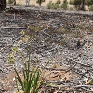 Dianella sp. aff. longifolia (Benambra) at Deakin, ACT - 1 Dec 2019 12:41 PM