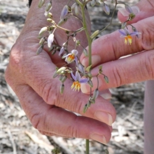 Dianella sp. aff. longifolia (Benambra) at Deakin, ACT - 1 Dec 2019 12:41 PM