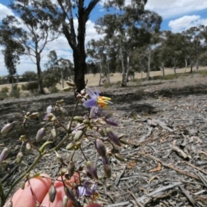 Dianella sp. aff. longifolia (Benambra) at Deakin, ACT - 1 Dec 2019 12:41 PM