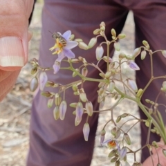 Lipotriches (Austronomia) phanerura at Deakin, ACT - 1 Dec 2019 12:50 PM