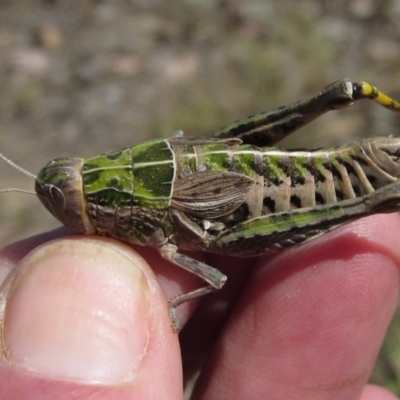 Perunga ochracea (Perunga grasshopper, Cross-dressing Grasshopper) at Hackett, ACT - 18 Nov 2019 by pinnaCLE