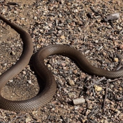 Pseudonaja textilis (Eastern Brown Snake) at Mount Taylor - 18 Sep 2017 by venky2k11
