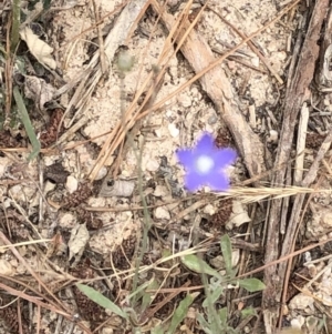 Wahlenbergia stricta subsp. stricta at Paddys River, ACT - 1 Dec 2019