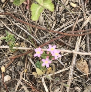 Centaurium sp. at Paddys River, ACT - 1 Dec 2019