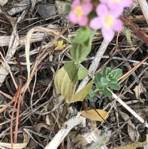 Centaurium sp. at Paddys River, ACT - 1 Dec 2019