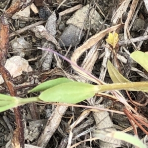 Centaurium sp. at Paddys River, ACT - 1 Dec 2019