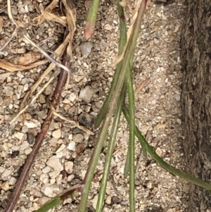 Wahlenbergia multicaulis at Paddys River, ACT - 1 Dec 2019