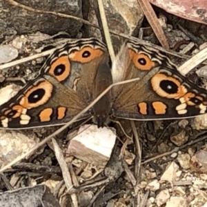 Junonia villida at Paddys River, ACT - 1 Dec 2019