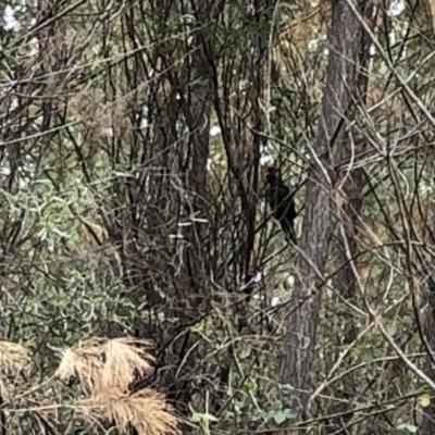 Zanda funerea (Yellow-tailed Black-Cockatoo) at Paddys River, ACT - 1 Dec 2019 by Jubeyjubes