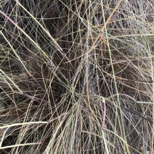 Rytidosperma pallidum at Paddys River, ACT - 1 Dec 2019