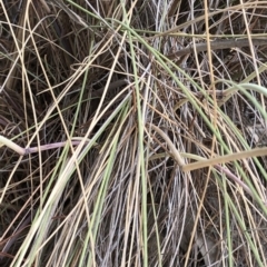 Rytidosperma pallidum at Paddys River, ACT - 1 Dec 2019