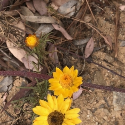 Xerochrysum viscosum (Sticky Everlasting) at Bullen Range - 1 Dec 2019 by Jubeyjubes