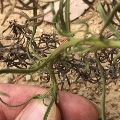 Chrysocephalum semipapposum (Clustered Everlasting) at Bullen Range - 1 Dec 2019 by Jubeyjubes