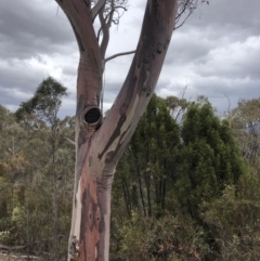 Eucalyptus rossii at Paddys River, ACT - 1 Dec 2019