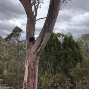 Eucalyptus rossii at Paddys River, ACT - 1 Dec 2019