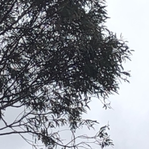 Eucalyptus rossii at Paddys River, ACT - 1 Dec 2019