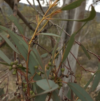 Eucalyptus rossii (Inland Scribbly Gum) at Paddys River, ACT - 1 Dec 2019 by Jubeyjubes