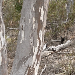 Eucalyptus rossii at Paddys River, ACT - 1 Dec 2019