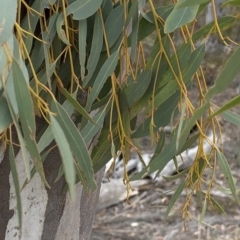 Eucalyptus rossii at Paddys River, ACT - 1 Dec 2019