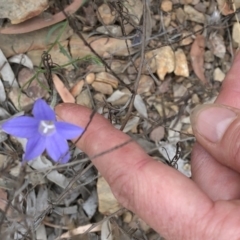 Wahlenbergia stricta subsp. stricta (Tall Bluebell) at Paddys River, ACT - 1 Dec 2019 by Jubeyjubes