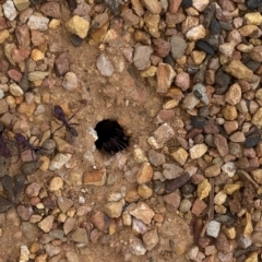 Iridomyrmex purpureus (Meat Ant) at Bullen Range - 1 Dec 2019 by Jubeyjubes