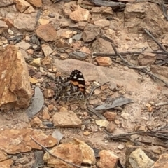 Vanessa kershawi (Australian Painted Lady) at Paddys River, ACT - 1 Dec 2019 by Jubeyjubes