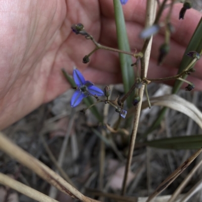 Dianella revoluta var. revoluta (Black-Anther Flax Lily) at Paddys River, ACT - 1 Dec 2019 by Jubeyjubes