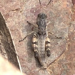 Acrididae sp. (family) (Unidentified Grasshopper) at Paddys River, ACT - 1 Dec 2019 by Jubeyjubes