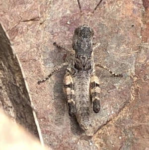 Acrididae sp. (family) at Paddys River, ACT - 1 Dec 2019 03:29 PM