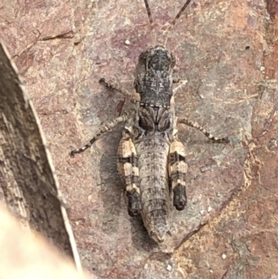 Acrididae sp. (family) (Unidentified Grasshopper) at Paddys River, ACT - 1 Dec 2019 by Jubeyjubes