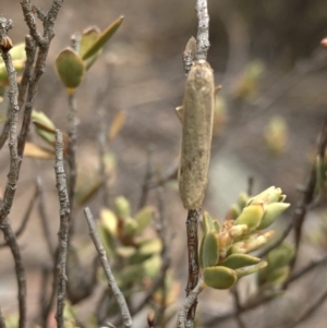 Scoliacma nana at Paddys River, ACT - 1 Dec 2019 03:31 PM