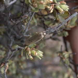 Scoliacma nana at Paddys River, ACT - 1 Dec 2019 03:31 PM