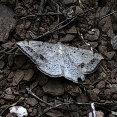 Taxeotis intextata (Looper Moth, Grey Taxeotis) at Paddys River, ACT - 1 Dec 2019 by Jubeyjubes
