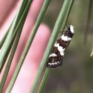 Isomoralla eriscota at Paddys River, ACT - 1 Dec 2019 03:46 PM