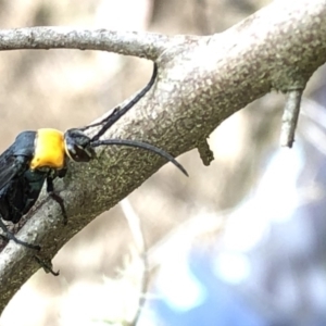 Ferreola handschini at Paddys River, ACT - 1 Dec 2019