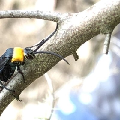 Ferreola handschini (Orange-collared Spider Wasp) at Bullen Range - 1 Dec 2019 by Jubeyjubes