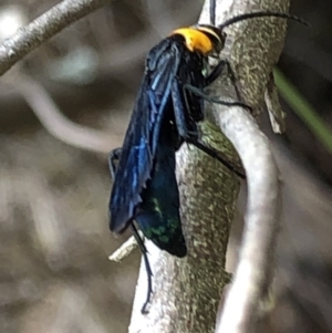 Ferreola handschini at Paddys River, ACT - 1 Dec 2019