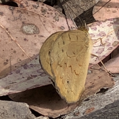 Heteronympha merope (Common Brown Butterfly) at Paddys River, ACT - 1 Dec 2019 by Jubeyjubes