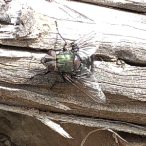 Rutilia (Donovanius) sp. (genus & subgenus) at Paddys River, ACT - 1 Dec 2019 04:06 PM