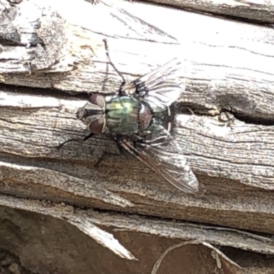 Rutilia (Donovanius) sp. (genus & subgenus) (A Bristle Fly) at Paddys River, ACT - 1 Dec 2019 by Jubeyjubes