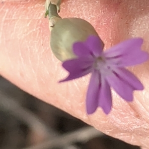 Petrorhagia sp. at Paddys River, ACT - 1 Dec 2019 04:07 PM